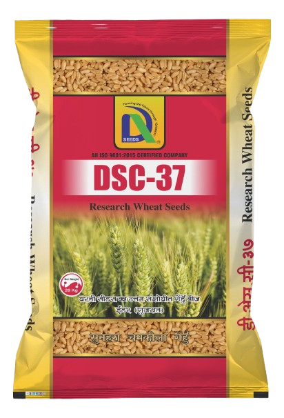 wheat dsc-37 Dharti Seeds