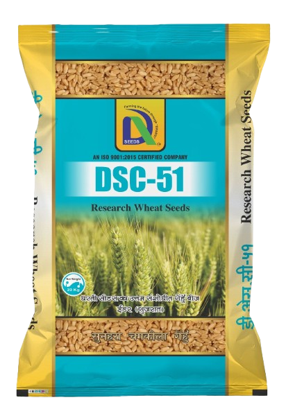 wheat dsc-51 Dharti Seeds
