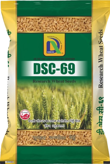 wheat dsc-69 Dharti Seeds